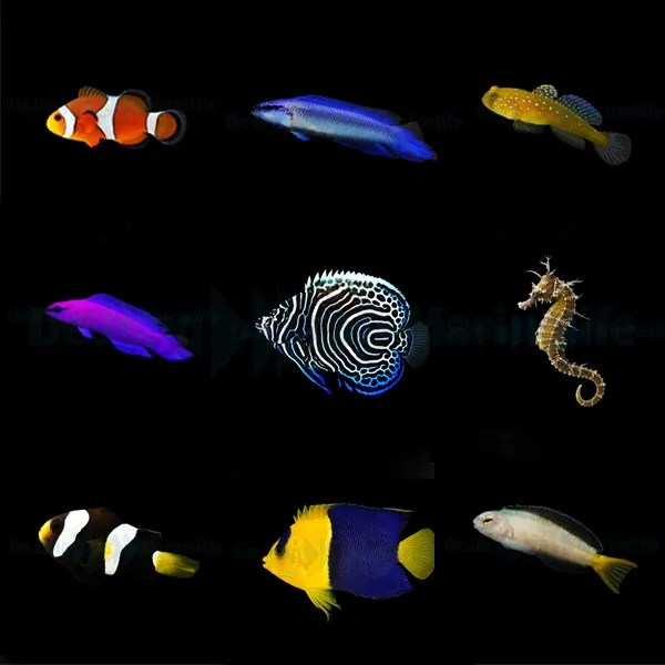 DJM bred fish package 14 (Mix 2)