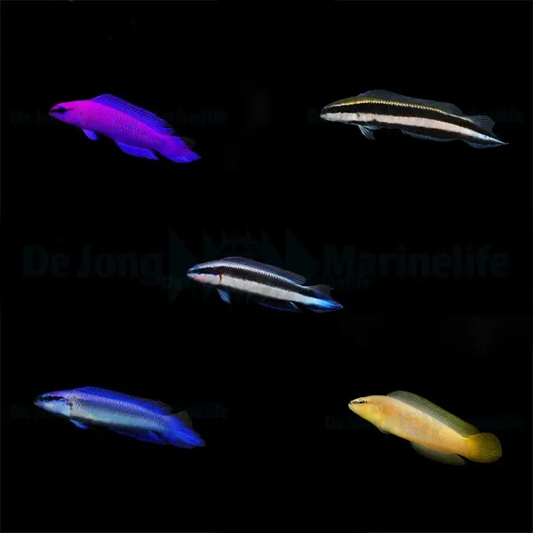 DJM bred fish package 15 (Pseudochromis 2)