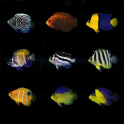 DJM bred fish package 17 (Angels 2)