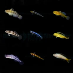 DJM bred fish package 18 (Gobies-Blennies 2)