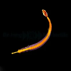 Doryrhamphus bicarinatus - DJM Bred | All sizes
