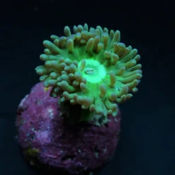Duncanopsammia axifuga (frag) (p/p) | FRAG