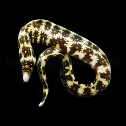 Echidna nebulosa | M