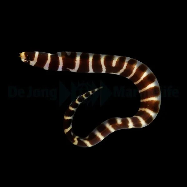 Echidna polyzona | M