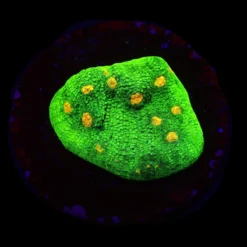 Echinophyllia spp. (Space Invader) (frag) | FRAG