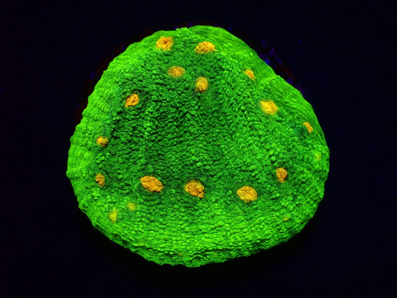Echinophyllia spp. (Space Invader) | S