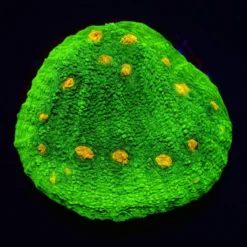 Echinophyllia spp. (Space Invader) | FRAG