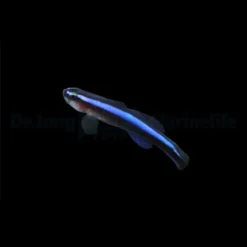 Elacatinus oceanops | All sizes