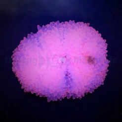 Entacmaea quadricolor (Pink) | M