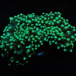 Euphyllia cristata (Green) (Premium) | M
