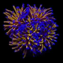 Euphyllia cristata (Gold Torch) | S