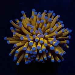 Euphyllia cristata (Gold Torch) (1 hd.)