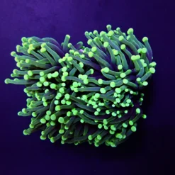 Euphyllia cristata (Green) (Ultra) | S