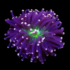 Euphyllia cristata (Joker) (1 hd.) | FRAG