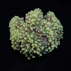 Euphyllia cristata (Premium) | L