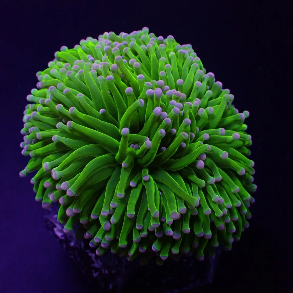 Euphyllia cristata (Super Ultra)