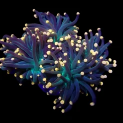 Euphyllia glabrescens (Premium) | S