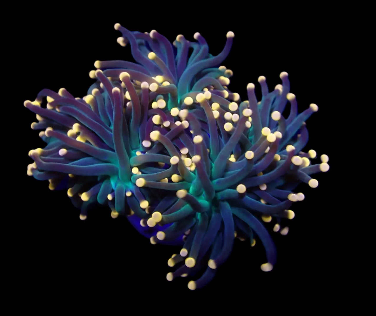 Euphyllia glabrescens (Premium) | M