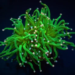 Euphyllia glabrescens (Cotton Candy) | S