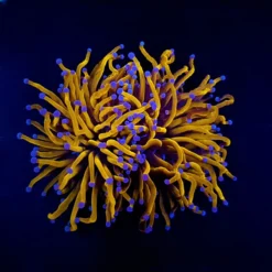 Euphyllia glabrescens (Gold Torch) (Grade A) | M