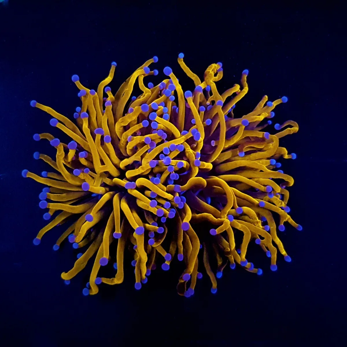 Euphyllia glabrescens (Gold Torch) (Grade A) | M