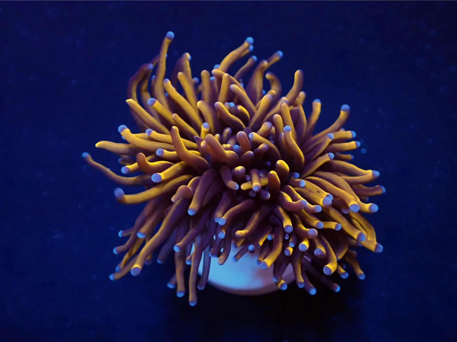 Euphyllia glabrescens (Gold Torch) (Grade A) (1 hd.) | FRAG