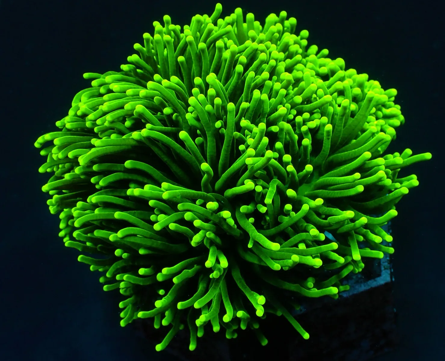 Euphyllia glabrescens (Green) (Ultra) | S