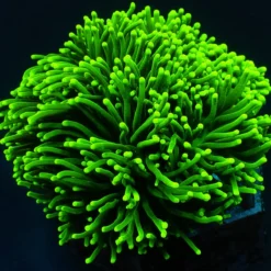 Euphyllia glabrescens (Green) (Ultra) | XXL