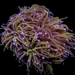 Euphyllia glabrescens (NYknicks) | L