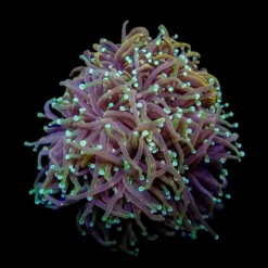 Euphyllia glabrescens (Orange-Yellow) (p/h) | T