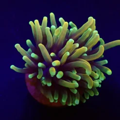 Euphyllia glabrescens (Orange-Yellow) (1 hd.)