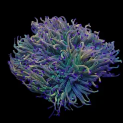 Euphyllia glabrescens (Rapunzel) | S