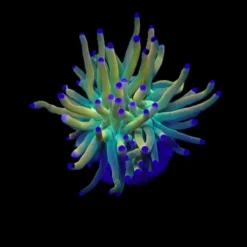 Euphyllia glabrescens (Rapunzel) (1 hd.) | FRAG