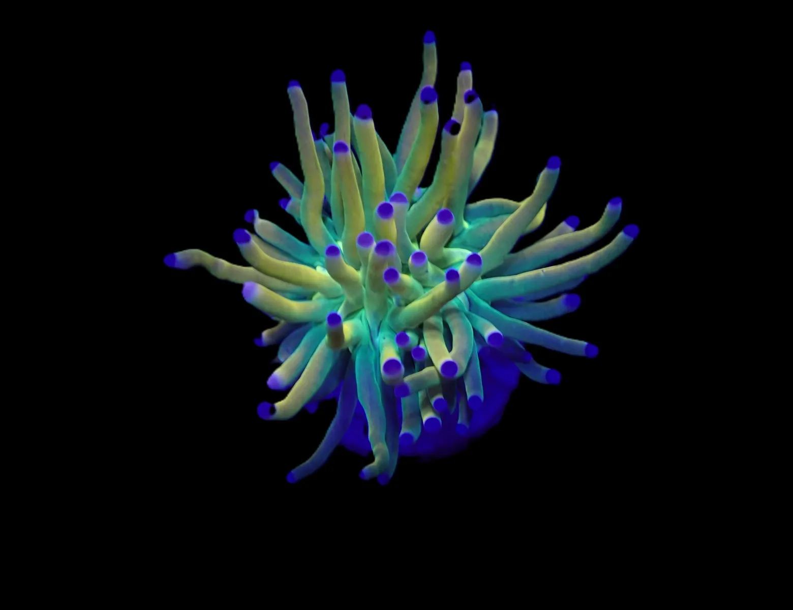 Euphyllia glabrescens (Rapunzel) (1 hd.) | FRAG