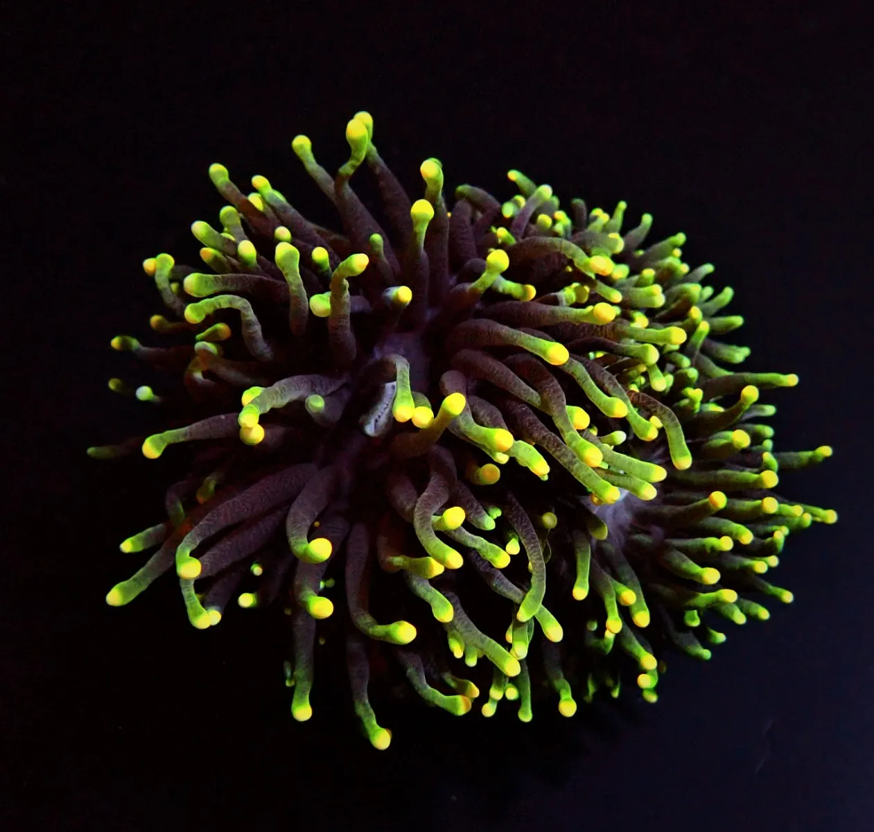 Euphyllia glabrescens (Rasta) | M