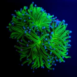 Euphyllia glabrescens (Reverse Holy Grail) (p/h) | T