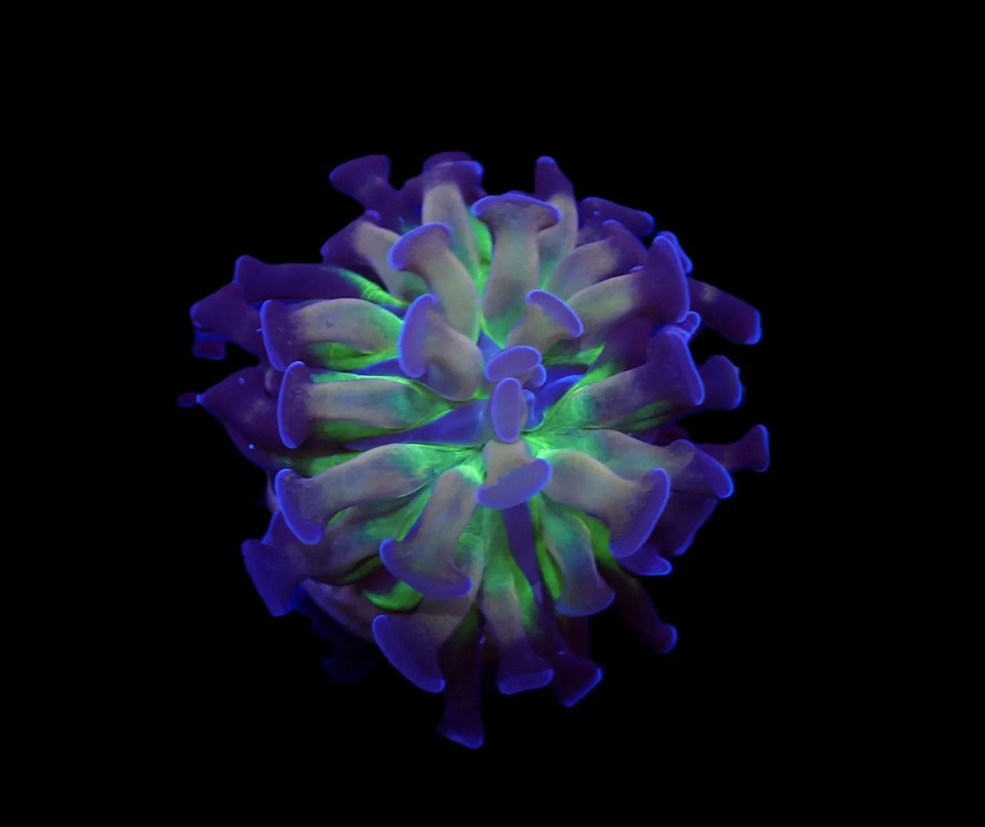 Euphyllia paraancora (DJM Voodoo Child) (1 hd.) | FRAG