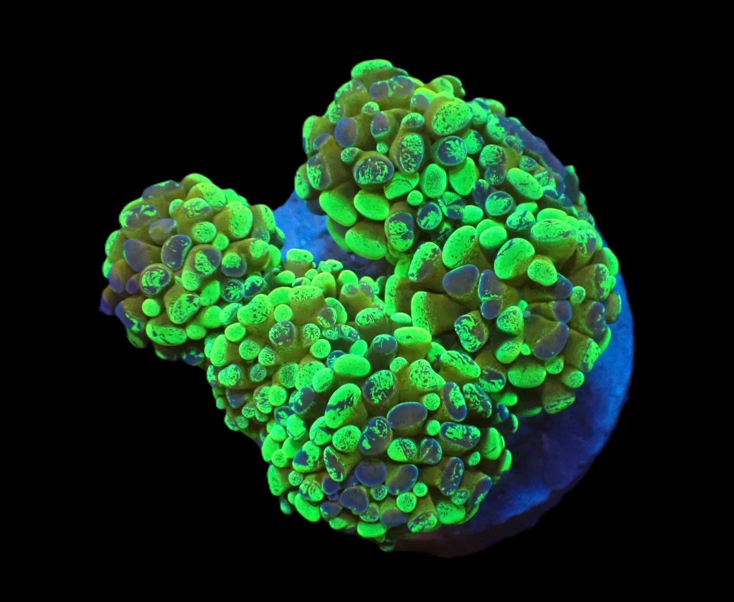 Euphyllia paraancora (Green) (Gold Stem) (M-L) pb 062