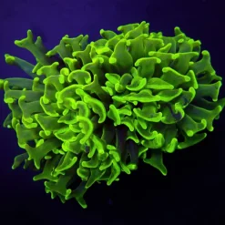 Euphyllia paraancora (Green) (Premium)