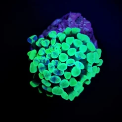 Euphyllia paraancora (Green) (Premium) (1 hd.)