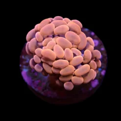 Euphyllia paraancora (Orange-Pink) (Premium) | L