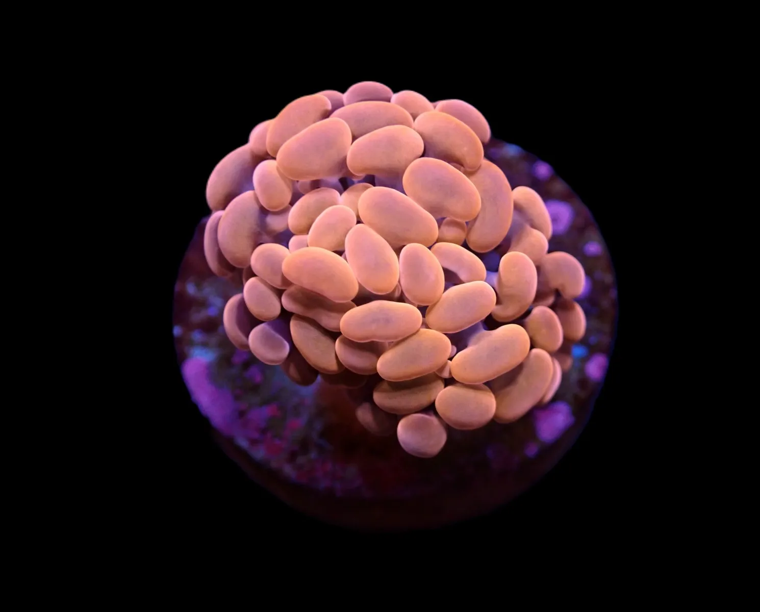 Euphyllia paraancora (Orange-Pink) (Premium) | L