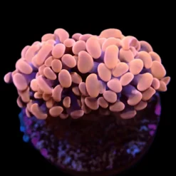 Euphyllia paraancora (Orange-Pink) (Premium) | S