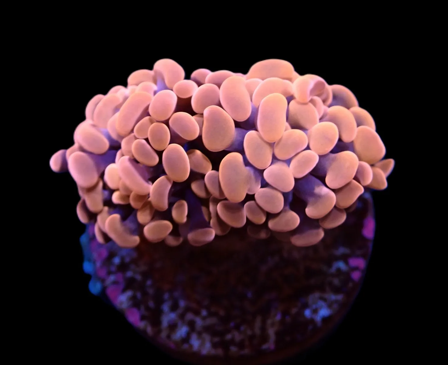 Euphyllia paraancora (Orange-Pink) (Premium) | S
