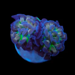 Euphyllia paraancora (Voodoo Child) | L