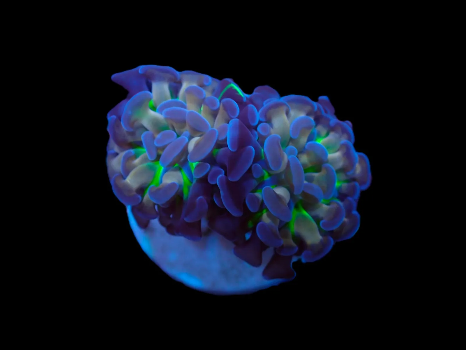 Euphyllia paraancora (Voodoo Child) | L