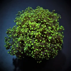 Euphyllia paradivisa (Green) (Premium)