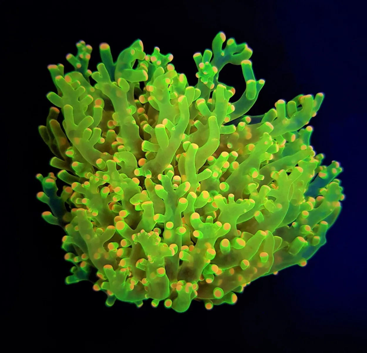 Euphyllia paradivisa (Green) (Ultra)
