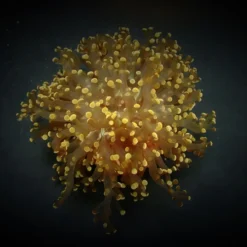 Euphyllia paradivisa (Orange-Yellow)