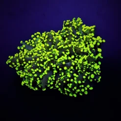 Euphyllia yaeyamaensis (Green) (Ultra) | S